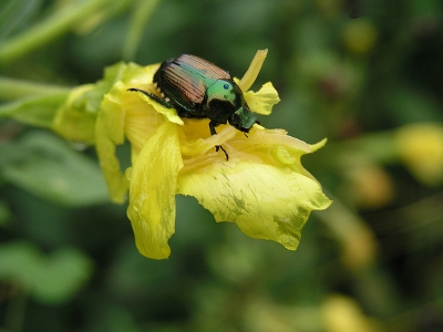 beetle on a small flower